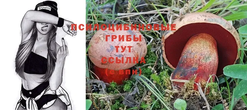 Псилоцибиновые грибы Psilocybine cubensis  где найти наркотики  Духовщина 